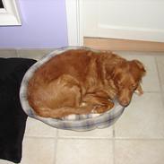 Nova scotia duck tolling retriever Chilli