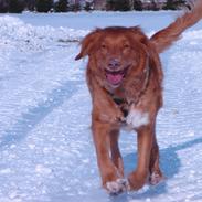 Nova scotia duck tolling retriever Chilli