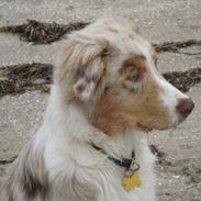 Australian shepherd Godrumgaards Taco