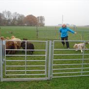 Australian shepherd Godrumgaards Taco