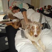 Australian shepherd Godrumgaards Taco