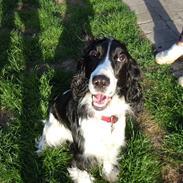 Cocker spaniel Zezi