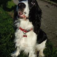 Cocker spaniel Zezi