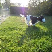 Cocker spaniel Zezi