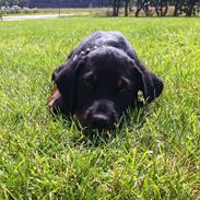 Rottweiler Gonzo