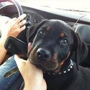 Rottweiler Gonzo