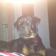 Rottweiler Gonzo