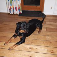 Rottweiler Freja