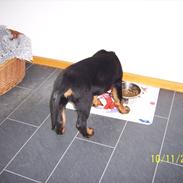 Rottweiler Freja