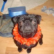 Mops Elvis