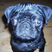 Mops Elvis