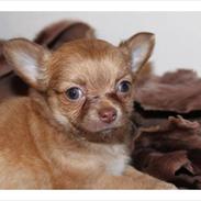 Chihuahua High Fly miss you(Asta)
