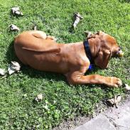 Rhodesian ridgeback "Bhara Bhara" Casja