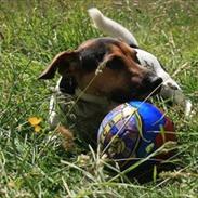 Jack russell terrier Jacob