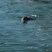 Jack russell terrier Jacob