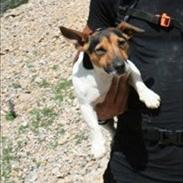 Jack russell terrier Jacob