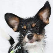 Blanding af racer (Papillon-Yorkie) Pepsi 