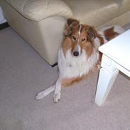 Collie langhåret Fie