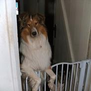 Collie langhåret Fie