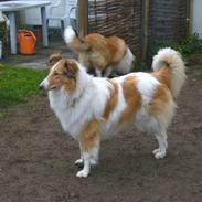 Collie langhåret Fie