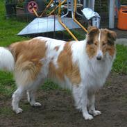 Collie langhåret Fie