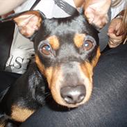 Dvaergpinscher Tyson