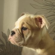 Olde english bulldogge Bullina´s Florentina