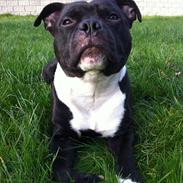 Staffordshire bull terrier Babe