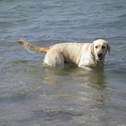Labrador retriever Freja
