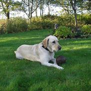Labrador retriever Freja