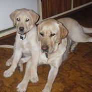 Labrador retriever Freja