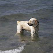Labrador retriever Freja