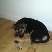 Blanding af racer Mollie