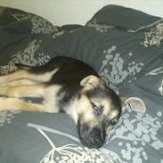 Blanding af racer Mollie