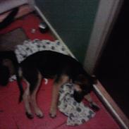 Blanding af racer Mollie