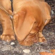 Dogue de bordeaux Glittery Gaby De La Tour Geéle