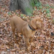 Dogue de bordeaux Glittery Gaby De La Tour Geéle