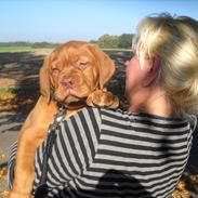Dogue de bordeaux Glittery Gaby De La Tour Geéle