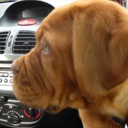Dogue de bordeaux Glittery Gaby De La Tour Geéle
