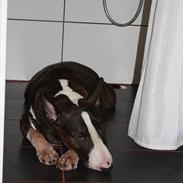 Bullterrier Henning baconsandwich aka tubulla elo