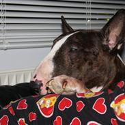 Bullterrier Henning baconsandwich aka tubulla elo