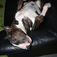 Bullterrier Henning baconsandwich aka tubulla elo