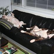 Bullterrier Henning baconsandwich aka tubulla elo