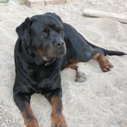 Rottweiler Tyson