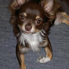 Chihuahua High Fly Justin Time Valentino