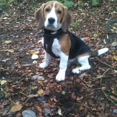 Beagle Kato / Fairytosh Frodo Baggins