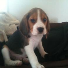 Beagle Kato / Fairytosh Frodo Baggins