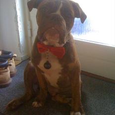 Olde english bulldogge Ferdinand