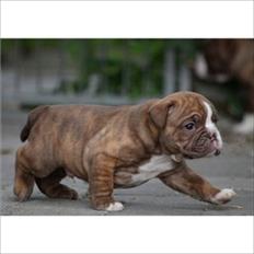 Olde english bulldogge Ferdinand