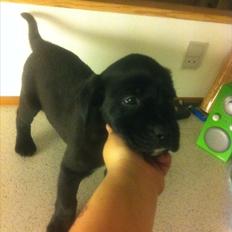 Blanding af racer *Teco* Dogo canario/Labrador 